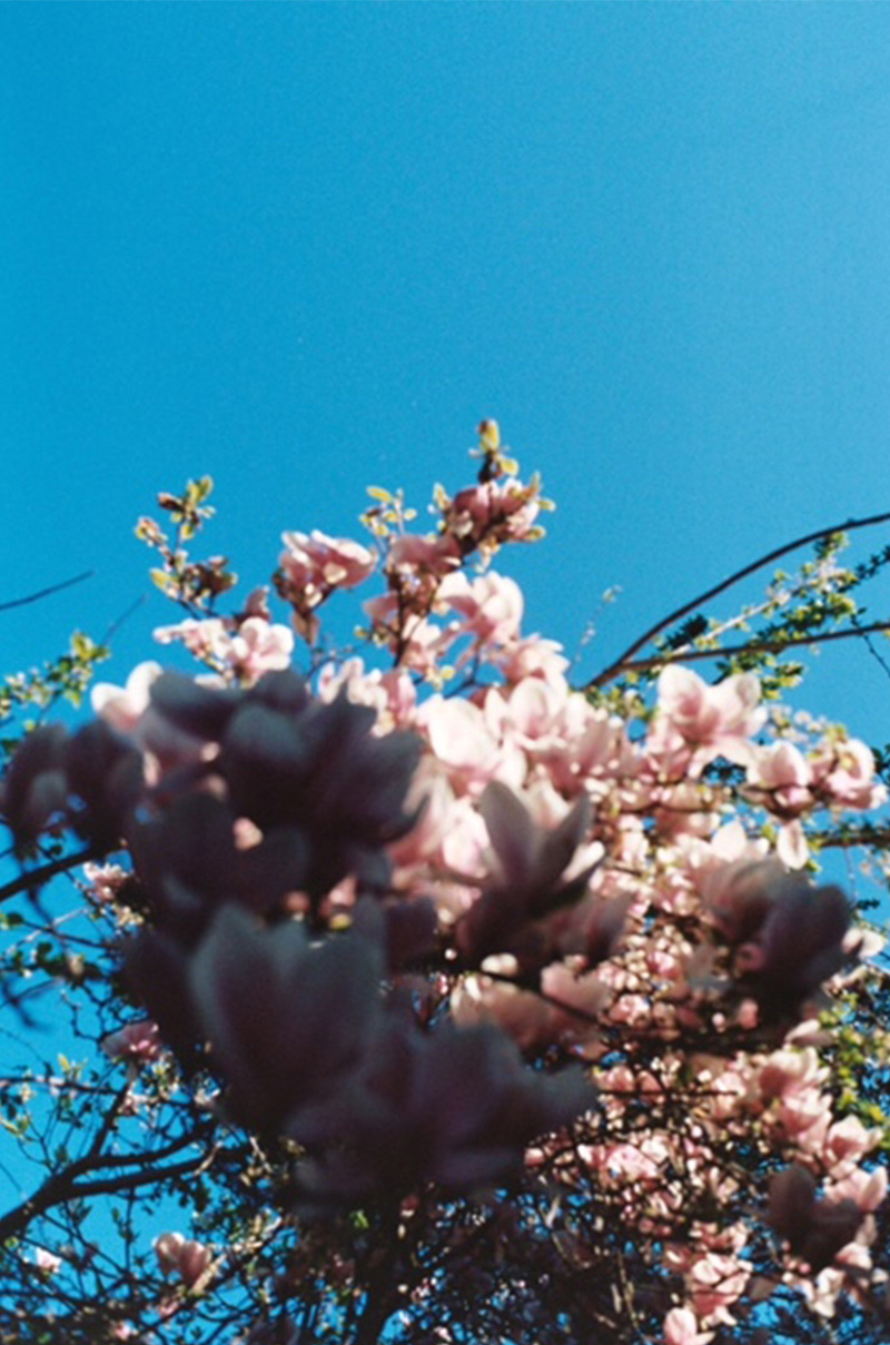 Heraufblick zu Kirschblüten und blauem Himmel im Hintergrund
